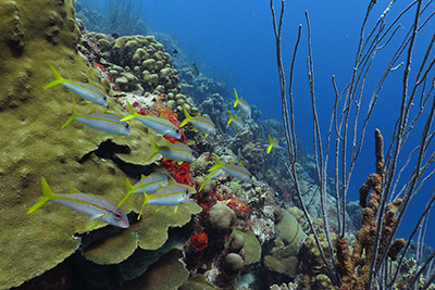 Fish in St Martin's coarl reefs